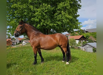 Süddeutsches Kaltblut, Stute, 5 Jahre, 162 cm, Brauner
