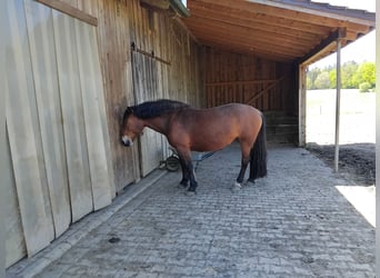 Süddeutsches Kaltblut, Stute, 5 Jahre, 170 cm, Dunkelbrauner