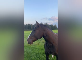 Süddeutsches Kaltblut, Stute, 6 Jahre, 165 cm, Rappe