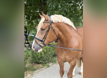 Süddeutsches Kaltblut, Stute, 6 Jahre, 167 cm, Dunkelfuchs