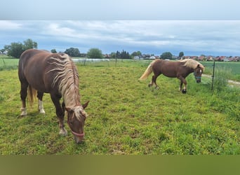 Süddeutsches Kaltblut, Stute, 7 Jahre, 173 cm, Fuchs