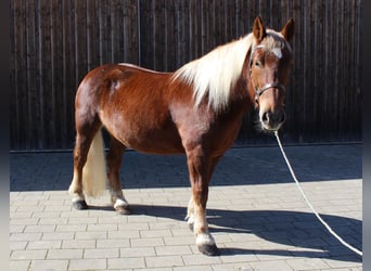 Süddeutsches Kaltblut, Stute, 8 Jahre, 160 cm, Dunkelfuchs