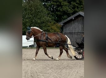 Süddeutsches Kaltblut, Wallach, 10 Jahre, 175 cm, Dunkelfuchs