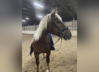 Süddeutsches Kaltblut, Wallach, 13 Jahre, 170 cm