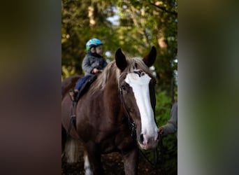 Süddeutsches Kaltblut, Wallach, 14 Jahre, 168 cm, Dunkelfuchs