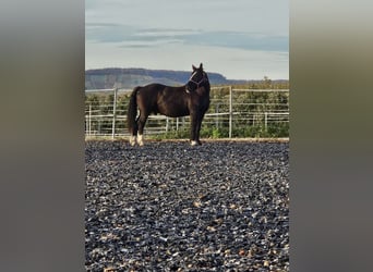 Süddeutsches Kaltblut, Wallach, 14 Jahre, 168 cm