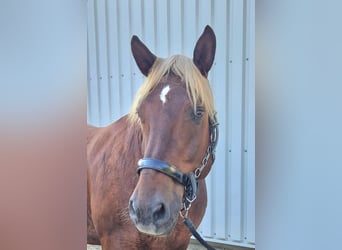 Süddeutsches Kaltblut, Wallach, 16 Jahre, 165 cm, Dunkelfuchs