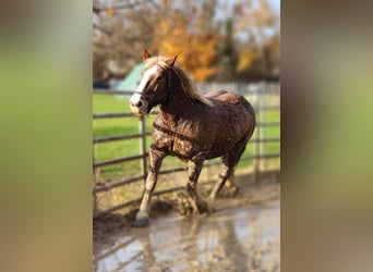 Süddeutsches Kaltblut, Wallach, 17 Jahre, 165 cm, Dunkelfuchs