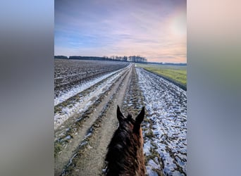 Süddeutsches Kaltblut, Wallach, 19 Jahre, 165 cm, Brauner