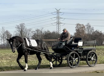 Süddeutsches Kaltblut, Wallach, 2 Jahre, 164 cm, Rappe
