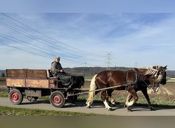 Süddeutsches Kaltblut, Wallach, 2 Jahre, 165 cm, Dunkelfuchs