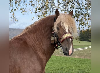 Süddeutsches Kaltblut, Wallach, 2 Jahre, 167 cm, Dunkelfuchs