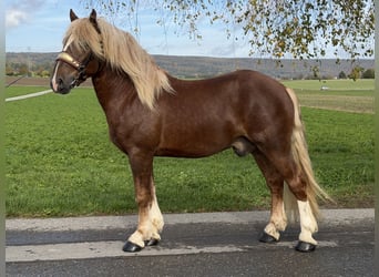 Süddeutsches Kaltblut, Wallach, 2 Jahre, 167 cm, Dunkelfuchs