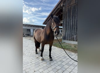 Süddeutsches Kaltblut, Wallach, 3 Jahre, 165 cm, Brauner