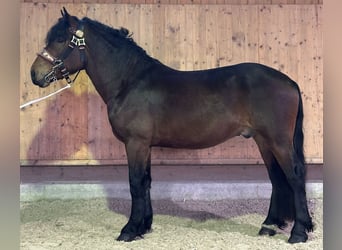 Süddeutsches Kaltblut, Wallach, 3 Jahre, 165 cm, Brauner