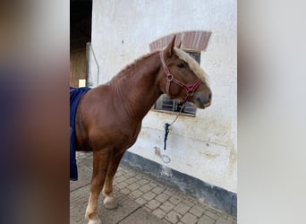 Süddeutsches Kaltblut, Wallach, 3 Jahre, 165 cm, Dunkelfuchs