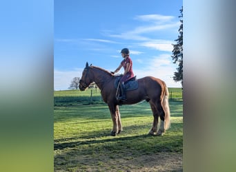 Süddeutsches Kaltblut, Wallach, 3 Jahre, 165 cm, Dunkelfuchs