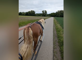 Süddeutsches Kaltblut, Wallach, 3 Jahre, 165 cm, Dunkelfuchs