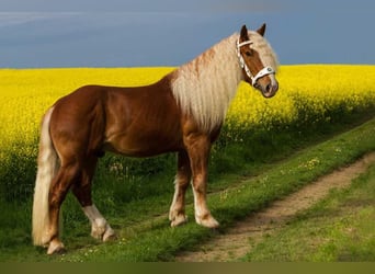 Süddeutsches Kaltblut, Wallach, 3 Jahre, 165 cm, Dunkelfuchs
