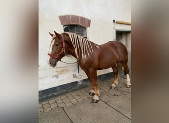 Süddeutsches Kaltblut, Wallach, 3 Jahre, 165 cm, Dunkelfuchs