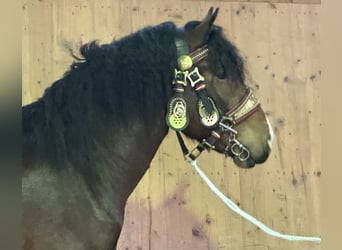 Süddeutsches Kaltblut, Wallach, 3 Jahre, 165 cm