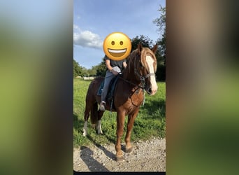 Süddeutsches Kaltblut, Wallach, 3 Jahre, 165 cm, Fuchs