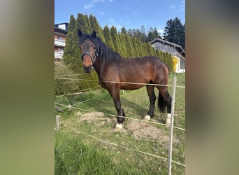 Süddeutsches Kaltblut, Wallach, 3 Jahre, 175 cm, Dunkelbrauner