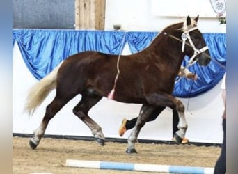 Süddeutsches Kaltblut, Wallach, 4 Jahre, 164 cm, Dunkelfuchs