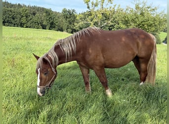 Süddeutsches Kaltblut, Wallach, 4 Jahre, 165 cm, Fuchs