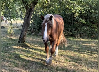 Süddeutsches Kaltblut, Wallach, 4 Jahre, 165 cm, Fuchs