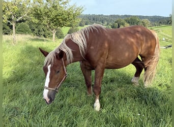 Süddeutsches Kaltblut, Wallach, 4 Jahre, 165 cm, Fuchs