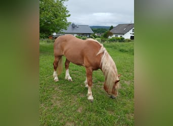 Süddeutsches Kaltblut, Wallach, 4 Jahre, 167 cm, Fuchs