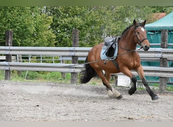 Süddeutsches Kaltblut, Wallach, 4 Jahre, 168 cm, Brauner