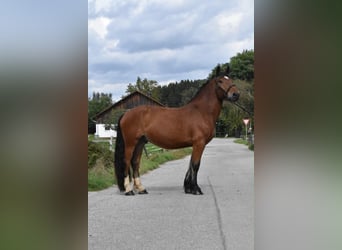 Süddeutsches Kaltblut, Wallach, 4 Jahre, 168 cm, Brauner