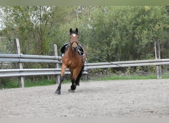 Süddeutsches Kaltblut, Wallach, 4 Jahre, 168 cm, Brauner