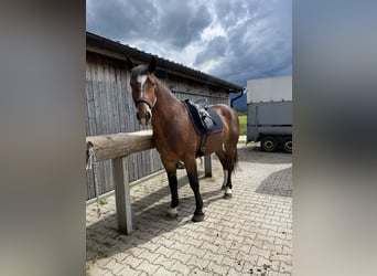 Süddeutsches Kaltblut, Wallach, 5 Jahre, 165 cm, Brauner