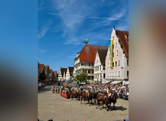 Süddeutsches Kaltblut, Wallach, 5 Jahre, 168 cm, Dunkelfuchs