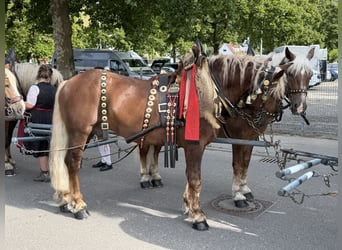 Süddeutsches Kaltblut, Wallach, 5 Jahre, 168 cm, Dunkelfuchs