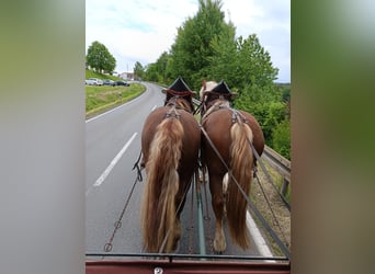 Süddeutsches Kaltblut, Wallach, 5 Jahre, 170 cm, Fuchs