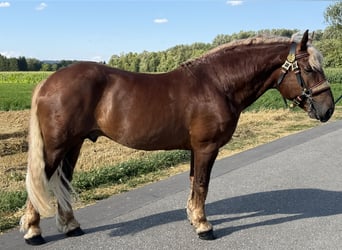 Süddeutsches Kaltblut, Wallach, 5 Jahre, 172 cm, Dunkelfuchs