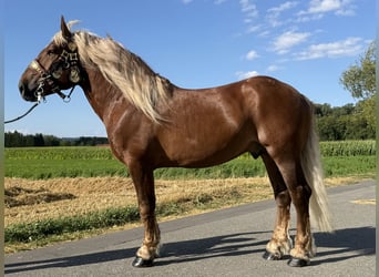 Süddeutsches Kaltblut, Wallach, 5 Jahre, 172 cm, Dunkelfuchs