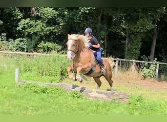Süddeutsches Kaltblut, Wallach, 6 Jahre, 162 cm, Dunkelfuchs