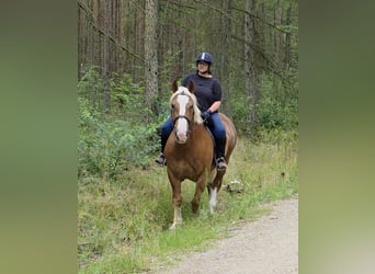 Süddeutsches Kaltblut, Wallach, 6 Jahre, 162 cm, Dunkelfuchs