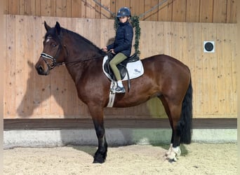 Süddeutsches Kaltblut, Wallach, 6 Jahre, 164 cm, Brauner