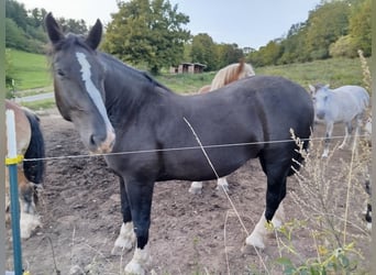 Süddeutsches Kaltblut, Wallach, 6 Jahre, 170 cm, Rappe