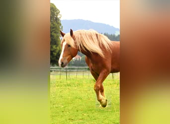 Süddeutsches Kaltblut, Wallach, 6 Jahre, 173 cm, Fuchs