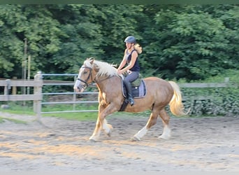 Süddeutsches Kaltblut, Wallach, 7 Jahre, 160 cm, Dunkelfuchs