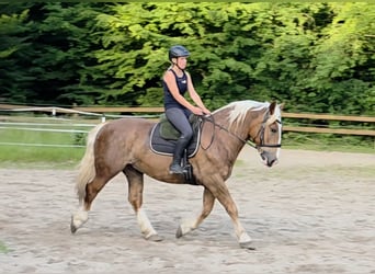 Süddeutsches Kaltblut, Wallach, 7 Jahre, 160 cm, Dunkelfuchs
