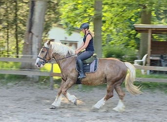 Süddeutsches Kaltblut, Wallach, 7 Jahre, 160 cm, Dunkelfuchs