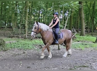 Süddeutsches Kaltblut, Wallach, 7 Jahre, 160 cm, Dunkelfuchs